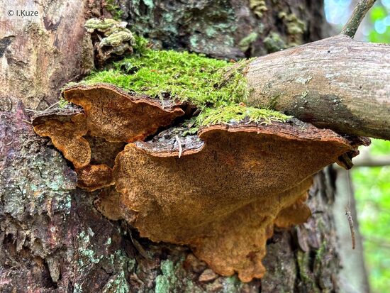 Phellinus chrysoloma